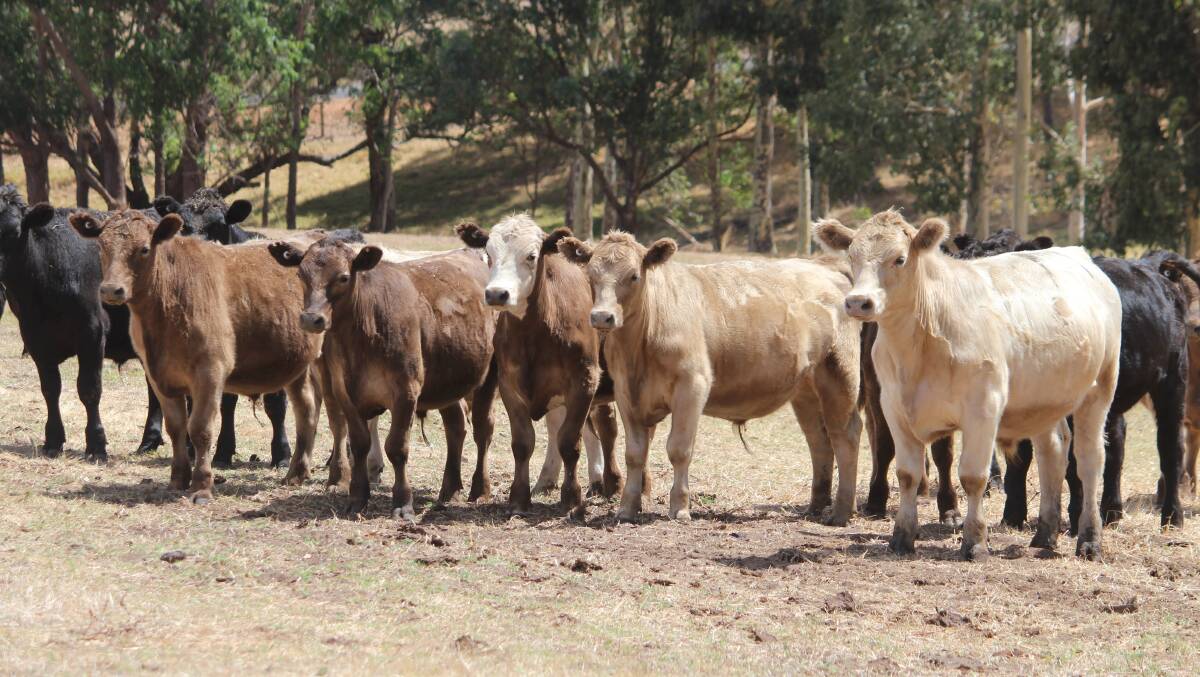  Hugh Browne, Maranup Ford Grazing, Maranup Ford, will offer 40 Angus-Murray Grey cross steer calves. The owner bred, 9-11mo youngsters were weaned on January 20 and are expected to weigh 300 to 350kg.