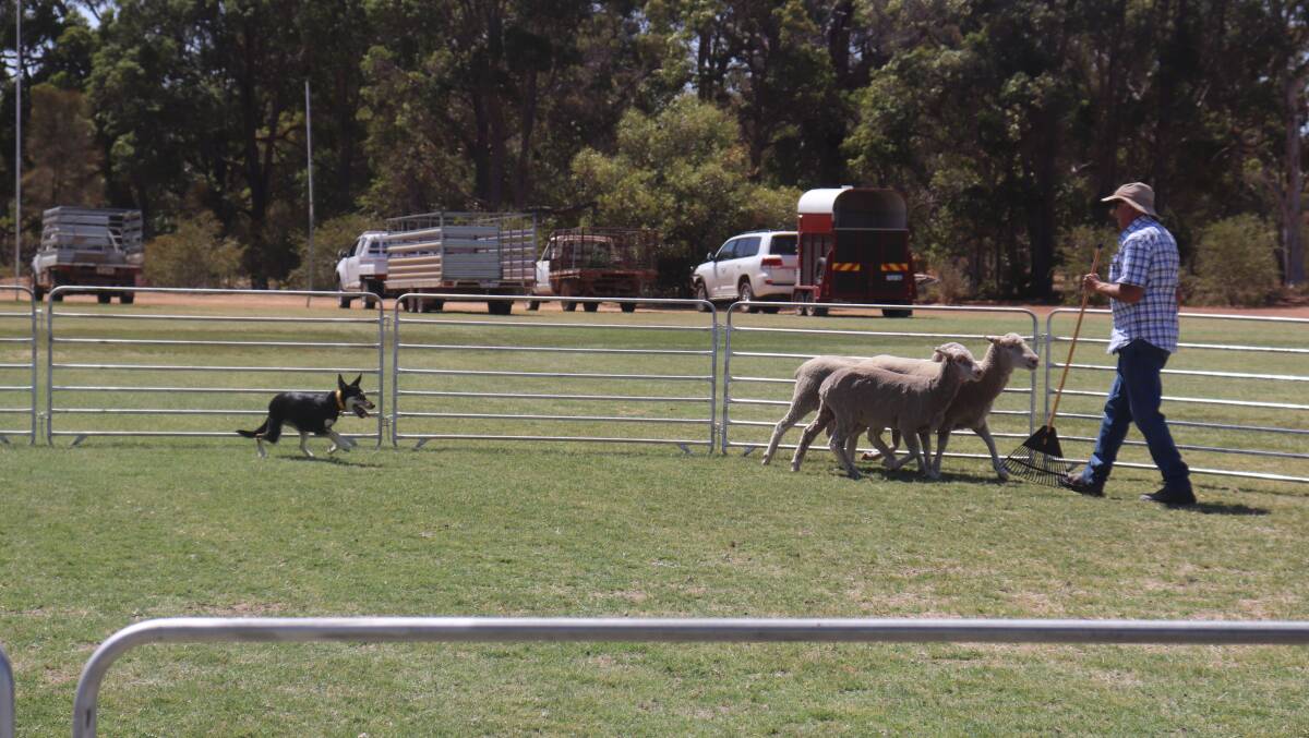 Ken Atherton and kelpie Jewel showing off some of their sheep work skills.