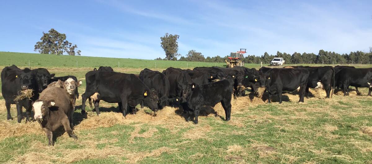 A substantial line of 42 Angus-Friesian cows with 4-6mo Simmental calves at foot have been nominated by Tempra Brothers, Manjimup. These productive females are 3rd to 8th calvers and have been running back with Simmental bulls since early April.