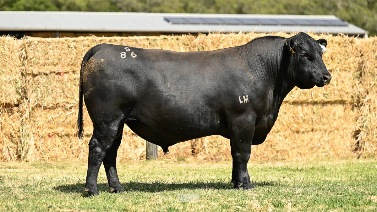 The $25,000 third top-priced bull Little Meadows Spearhead S86 which sold to AE Roesner Nominees, Marybrook.