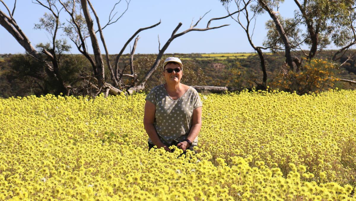  Naomi Gill kneeling in a sea of yellow Pompom Heads in Coalseam Conservation Park north of Mingenew.