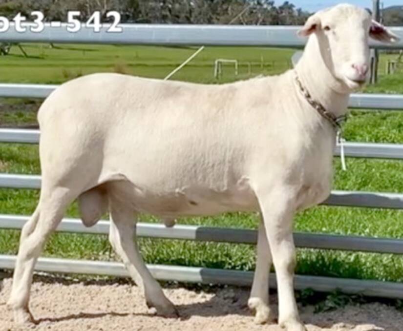 This ram in lot 3, sold for the third highest price of $30,000 at the SheepMaster Stud White Dog Lane ram sale, Albany.