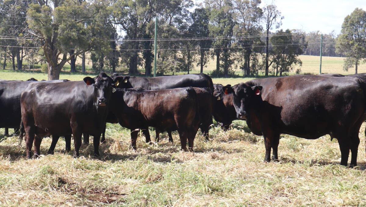 Mr Tempra runs 150 Angus breeders crossed with Black Simmental bulls at the family farm in Manjimup.