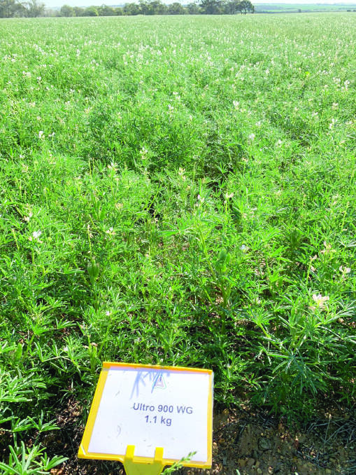 The Liebe group trial 2019 Ultro 1.1kg/ha controlling annual ryegrass in lupins.