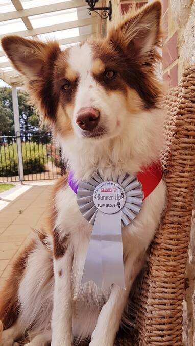 WA Farm Dog of the Year runner-up, Meg.