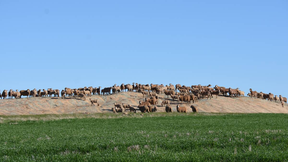 The Wards mob of Merino ewes with their White Suffolk cross lambs at foot grazing one of their crops. The Wards aim to sell their White Suffolk cross lambs as suckers in August/September to WAMMCO at 22 to 24 kilograms carcase weight.