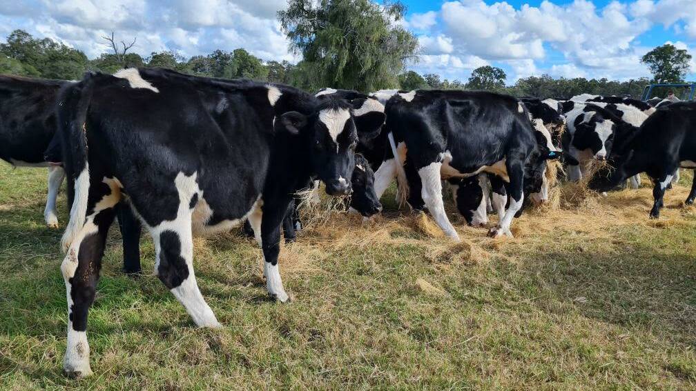 A selection of the 57 Friesian steers aged 18-20 months nominated for the sale by Nilgup Park, Busselton.