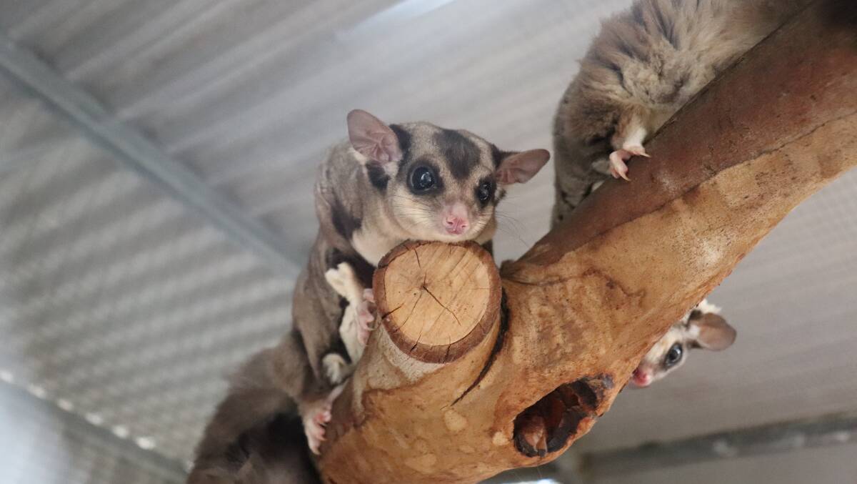 Squirrel gliders at Ranger Red's Zoo and Conservation Park.
