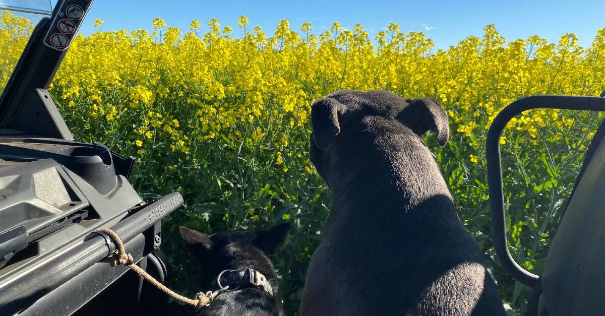 Arlee was on crop inspection duty just south of Corrigin on Mikayla Szczecinski's family farm. Ms Szczecinski said the season is shaping as one of the best, but they need to make it through the next window without getting hit by frost. "It's still a bit wet around the place and likely to be a bit average on the low country but nothing to be a real concern as the hilly country areas are making up for it," Ms Szczecinskisi said. "On the back of a great production year, is exceptionally good prices."