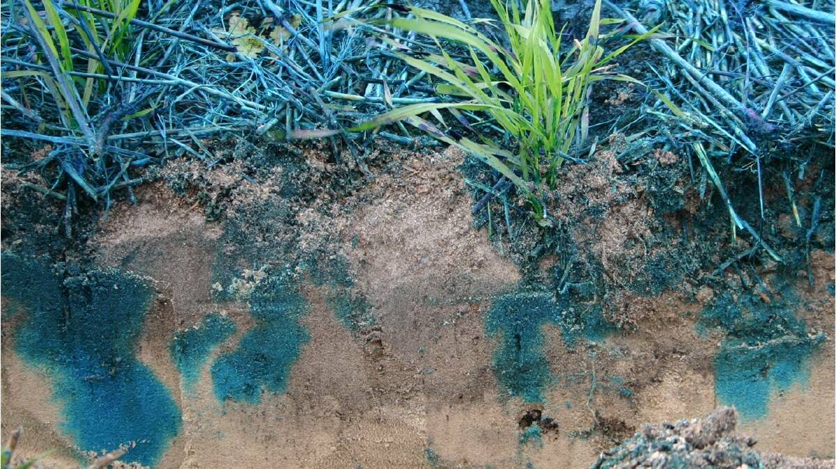 Blue dye shows infiltration down new and old rows in a no-till row. Photo by CSIRO.