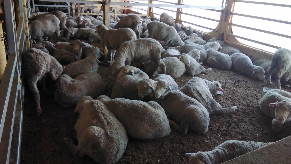 Some of the 35,000 sheep onboard the Al Kuwait that arrived in the Middle East late last week.