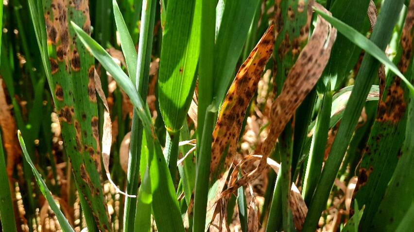 Septoria avenae infection symptoms include dark brown-purple elongated lesions on the leaves. Photos by DPIRD.
