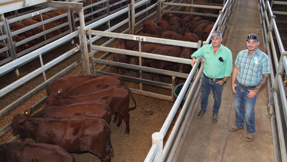 Leno Vigolo (left), Nutrien Livestock, Central Midlands and Wheatbelt and Maverick de Burgh, Bullsbrook, look over the Santa Gertrudis heifers that sold for 640c/kg top price offered by Mr Vigolo's client Tierney Investments, Dongara. Tierney Investments also topped the pastoral steer section at 624c/kg and $1852.