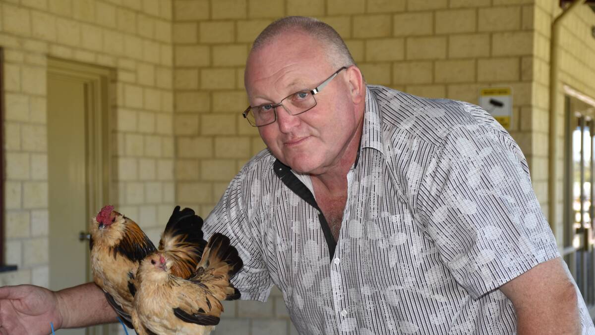 Head steward Keven Nordstrom shows off a pair of his partridge feathered Belgium bantams which are among more than 10 breeds he keeps.