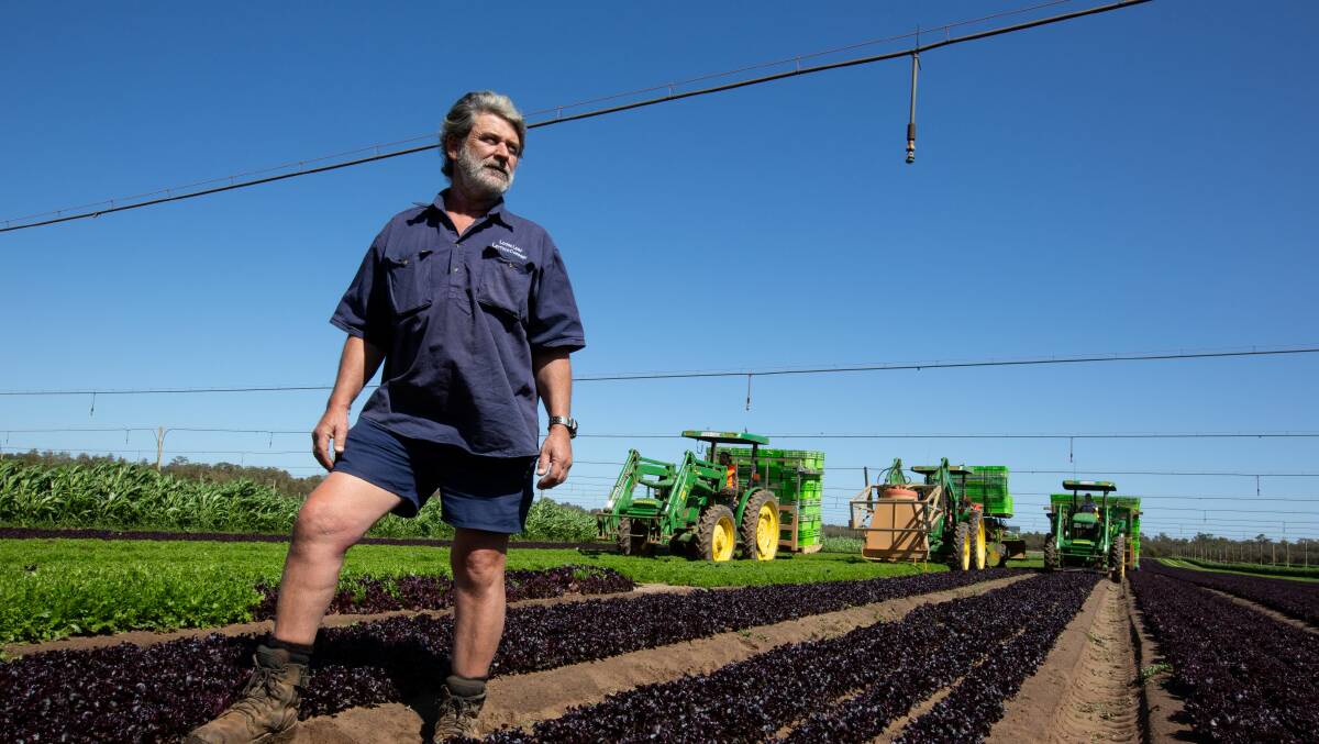  Kevin Dobra looking over his Loose Leaf Lettuce Company crop at Gingin. The Loose Leaf Lettuce Company is one of Western Australia's largest salad producers.
