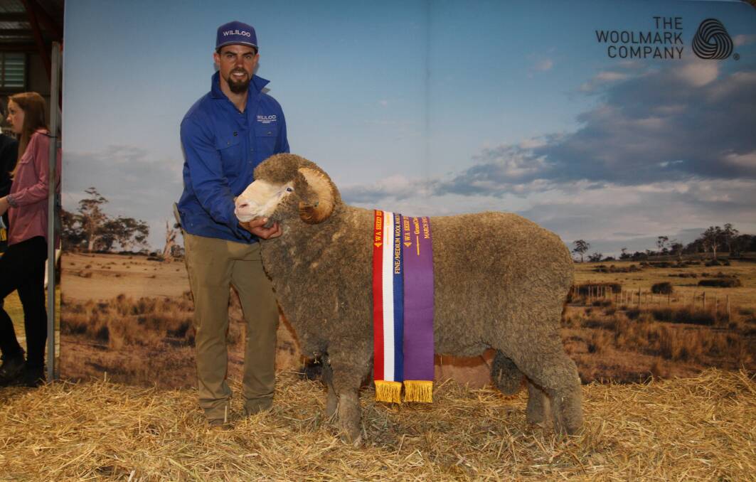 GRAND CHAMPION MARCH SHORN RAM: The Wise family's Wililoo stud, Woodanilling, exhibited the grand champion March shorn ram. Holding the champion March shorn fine/medium wool Merino ram was Wililoo stud co-principal Rick Wise.