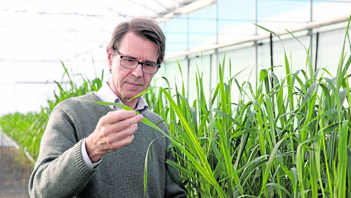Professor Robert Park will lead the research to address fungal rust disease in oats.