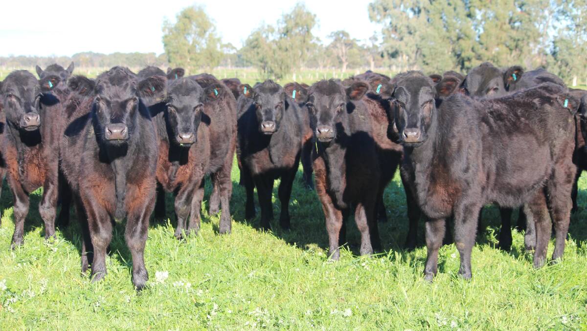 An example of the 50 Angus yearling heifer which will be offered by Depiazzi Agriculture, Dardanup, in next week's store sale. The 14-16-month-old youngsters have been grazing on irrigation flats since early December are expected to average 300-320kg.