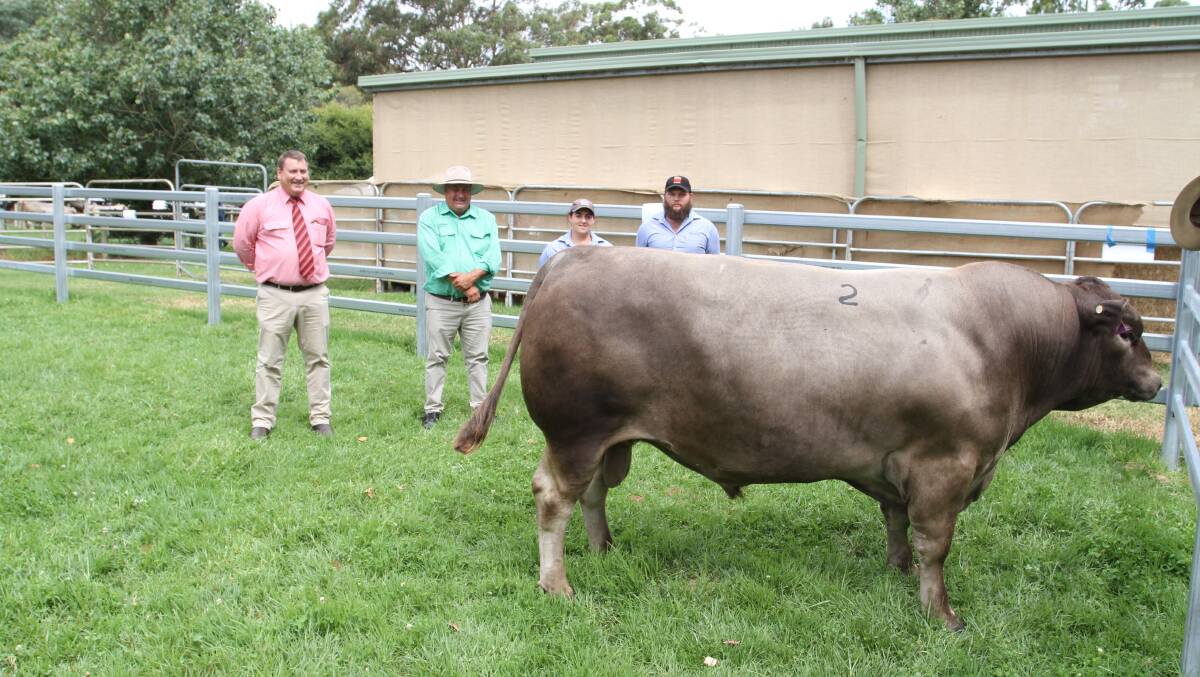  Monterey Qantas Q18 (by Monterey Himalaya H158) sold to the Koopman family's Bottlesford Murray Grey stud, Tungkillo, South Australia, for the sale's $15,000 equal top price at the Monterey sale. With the bull were Elders stud stock manager Tim Spicer (left), Nutrien Livestock South West livestock manager Peter Storch and Monterey stud's Scott River property managers Eliza Bradfield and Morgan Gilmour.