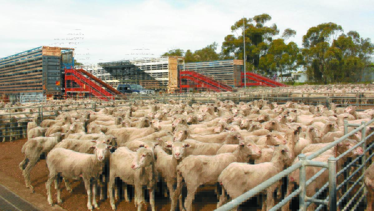 The effects of the phase-out of live sheep export will be devastating on the Australian sheep flock and in particular WA. Producers are urged to support their industry bodies and fight for the withdrawal of the damaging policy.