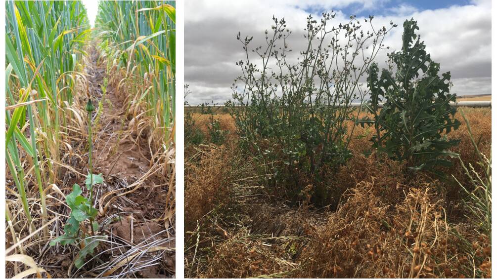 In less competitive situations (right) sowthistle and prickly lettuce produce vast quantities of seed whereas in competitive situations (left) seed production is considerably reduced. Photos by WeedSmart.