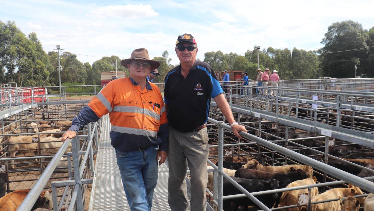  Geoff Willis (left), Capel and James Searle, Wight & Emmett Stock Feeds, Bunbury, looking over the cattle on offer prior to the sale.
