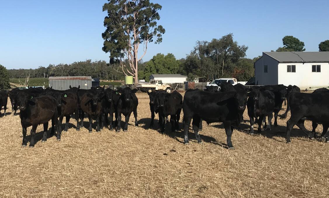  J & DL Bogoais, Manjimup, offered 100 Angus steers at the Elders weaner sale at Manjimup last week and topped the sale's per head values at $1171 with a line of 11 Angus steers weighing 398kg.