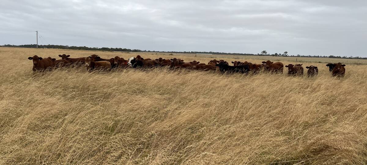 The Schutz families Laverton Downs station bred calves are trucked back to their Banksia Park property, Dalyup, to be grown out on perennial pastures.