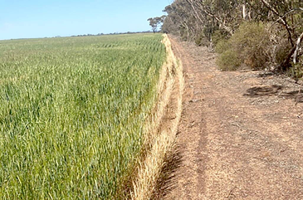 A late applied firebreak that drifted into the crop area. Although plants adjacent to killed plants have not been killed, many have received a sub-lethal dose of glyphosate which could be translocated to the grain and cause a residue.