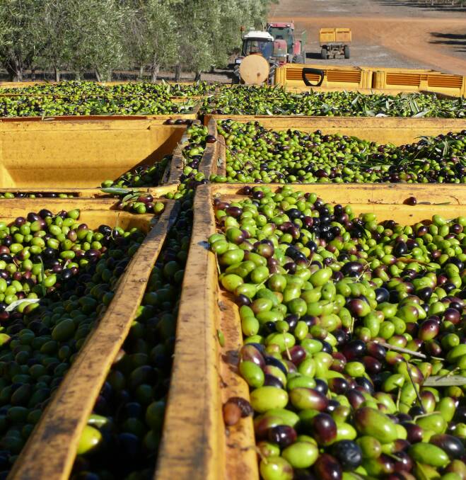 Harvest time begins in April at the Moore River olive grove and then moves south to the Frankland River grove.