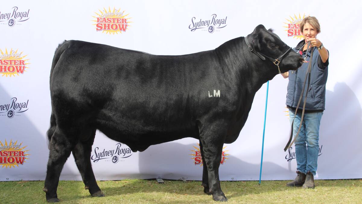 Paraded in the Angus feature ring at this year's Sydney Royal Easter Show was Little Meadows Pavlich P2 (AI) which placed fourth in a class for bulls over 13 months and not over 14 months. With Pavlich P2 is Karen Golding, Little Meadows Angus, Dardanup.