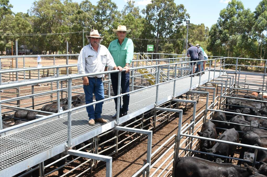 Vendor Lance Ockwell (left), LG Ockwell, Pemberton, looked over his Angus steers in the sale with Nutrien Livestock, State manager Leon Giglia. In the sale the Ockwells sold three pens of steers (27 head) to a top of $1834 achieved by a pen of nine weighing 447kg.