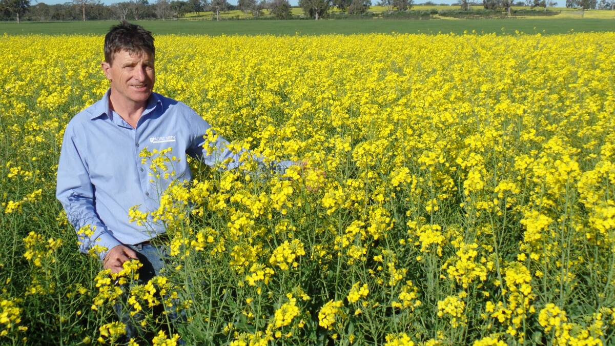 Steve Lamb, Pacific Seeds, standings in front of a Hyola 404RR crop, the longest standing, adaptable yielding Roundup Ready hybrid.