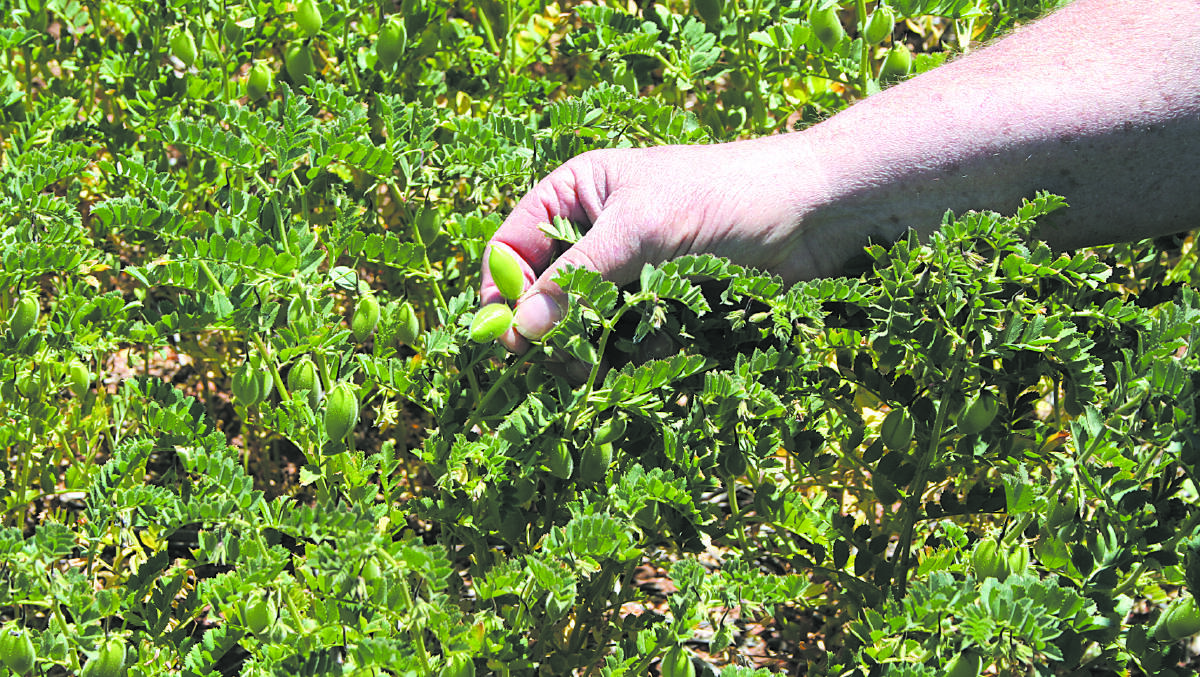 Trial looks at legume rotations