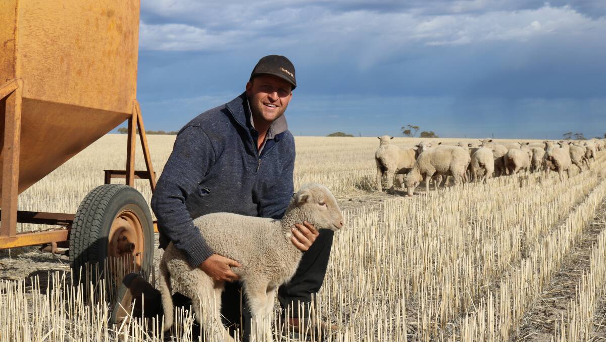 Quairading producer Graydon Bond knows his Prime SAMM-Merino cross lambs start growing as soon as they hit the ground.