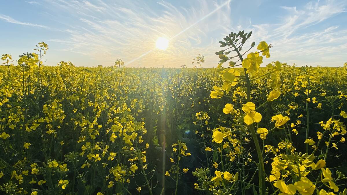  Some canola crops, such as this one captured a couple of weeks ago on the Brookton Highway, are looking stunning, while other crops are suffering from warm and dry conditions, or in extreme cases, too much water.