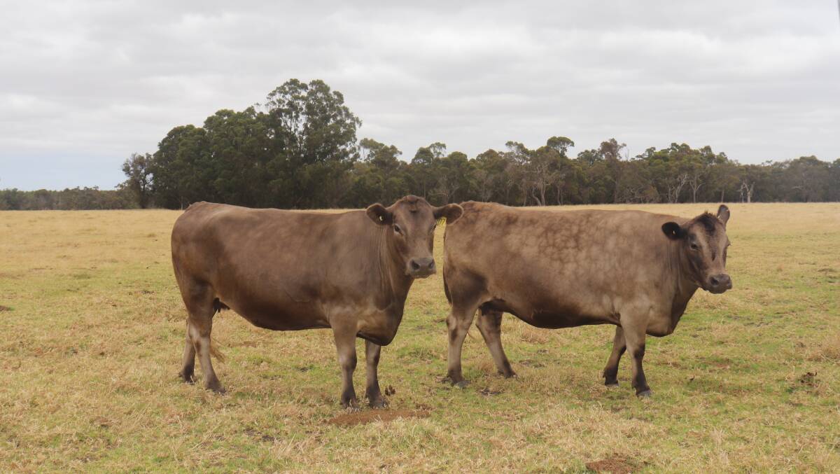 Since David Stone and wife Georgina Pitt bought their first Murray Grey bull from the Metcalfe familys Melaleuca Murray Grey stud, they are now three generations into their Murray Grey-Gelbvieh cross cattle, with the herd predominantly made up of Murray Greys.