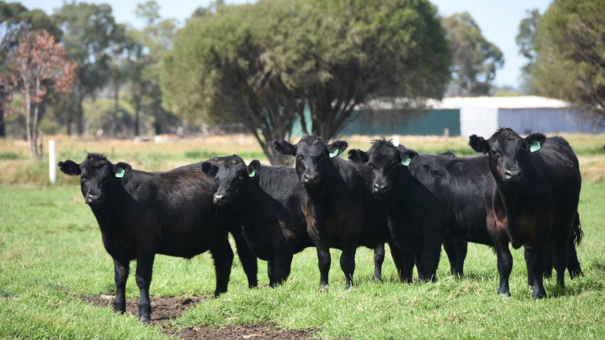 Alcoa Farmlands, Pinjarra and Wagerup, will offer its first draft of calves for the season in the upcoming Elders Boyanup store sale on Friday, March 20. The offering will include 135 Angus steers which will weigh 300-350kg.