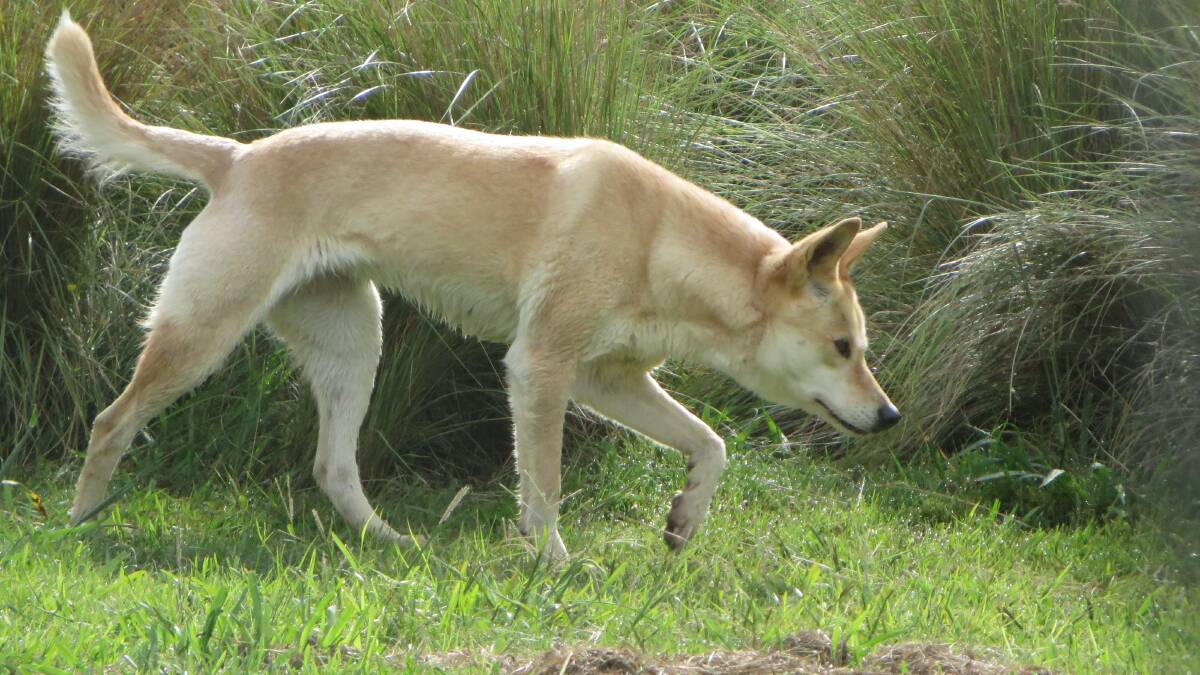 Industry-funded grants for wild dog control now open