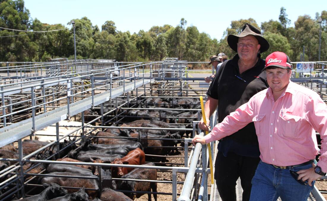 Vendor John Hunt (left), Raven-Jay Holdings, Kirup and Elders auctioneer and Donnybrook representative Pearce Watling, look over some of Raven-Jay's Angus and Angus cross weaners that sold to $2322 and 704c/kg for steers.