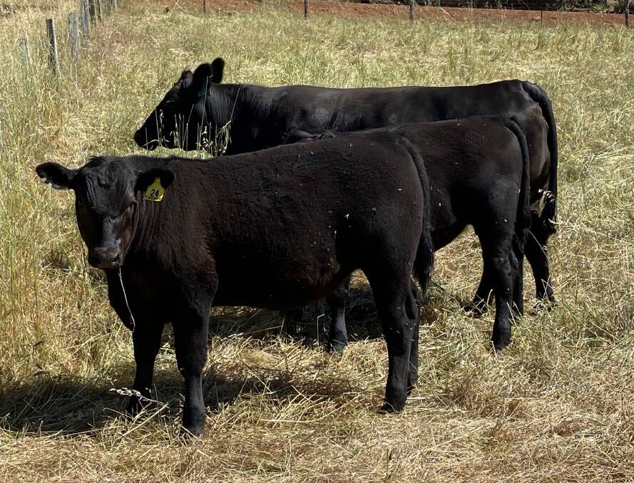 G Tassos & Co, Bridgetown, will offer 80 Angus cross steers in the sale sired by Mordallup Angus bulls and out of Angus and Murray Grey cross cows.