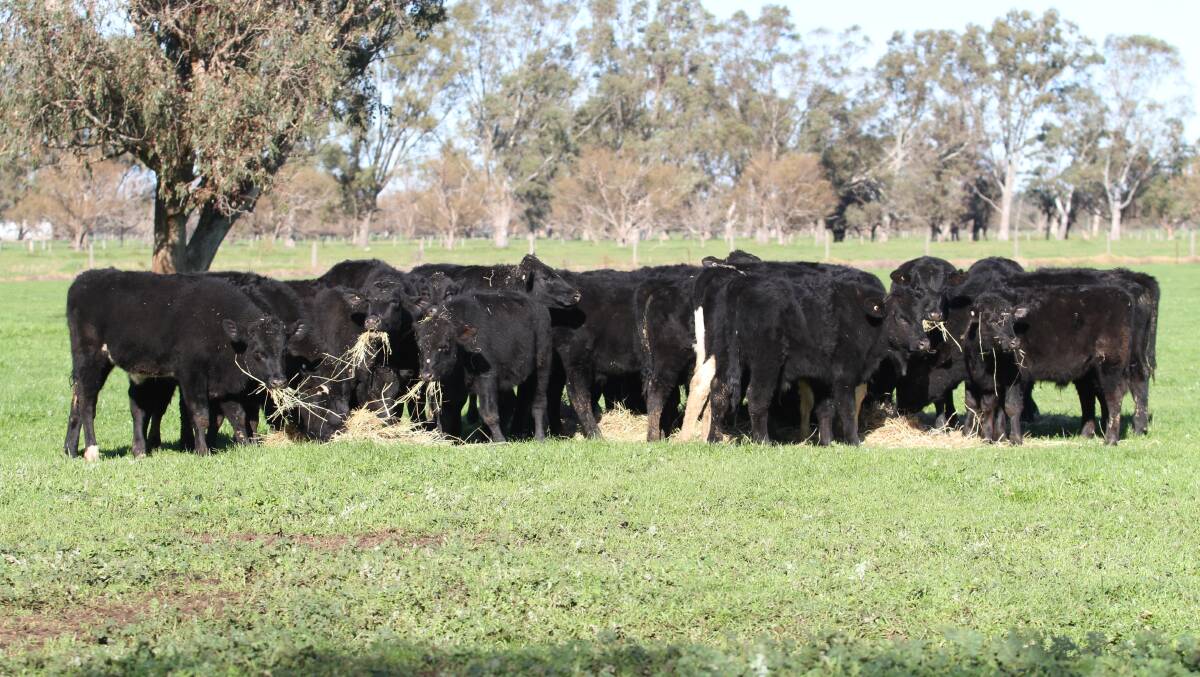 Harvey operation CA Panetta will be among largest the vendors at the Elders store cattle sale at Boyanup on Friday, July 17, 2020, where it will offer a total draft of 96 steers including 50 Angus-Friesian steers aged six to 12 months, 16 Hereford-Friesian steers 6-8mo and 30 Friesian steers 10-12mo.