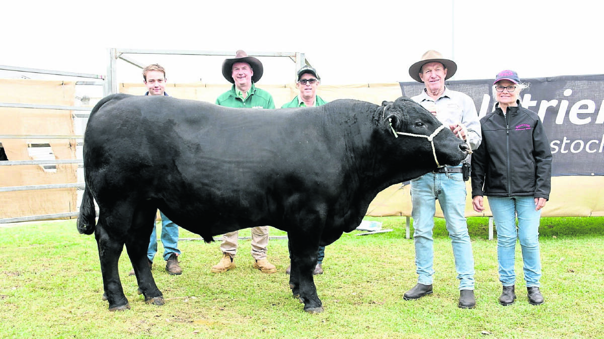 Prices hit a high of $14,500 at last weeks Great Southern Blue Ribbon Bull Sale at Mt Barker for this Black Simmental bull, Naracoopa Trusty T033 (P) (B) from the Naracoopa stud, Denmark, when it sold to return buyers the Hann family, Greendale Simmental stud, Esperance, who operated through AuctionsPlus. With the bull were Naracoopa connection Liam Blechynden (left), Nutrien Livestock, Albany/Denmark representative Michael Lynch, Nutrien Livestock commercial cattle manager Damian Halls, who relayed the AuctionsPlus bids during the sale and Naracoopa stud principals Kevin and Janice Hard. Also in the sale the Hard sold two traditional Simmental bulls at the sales second top price of $10,500 each.