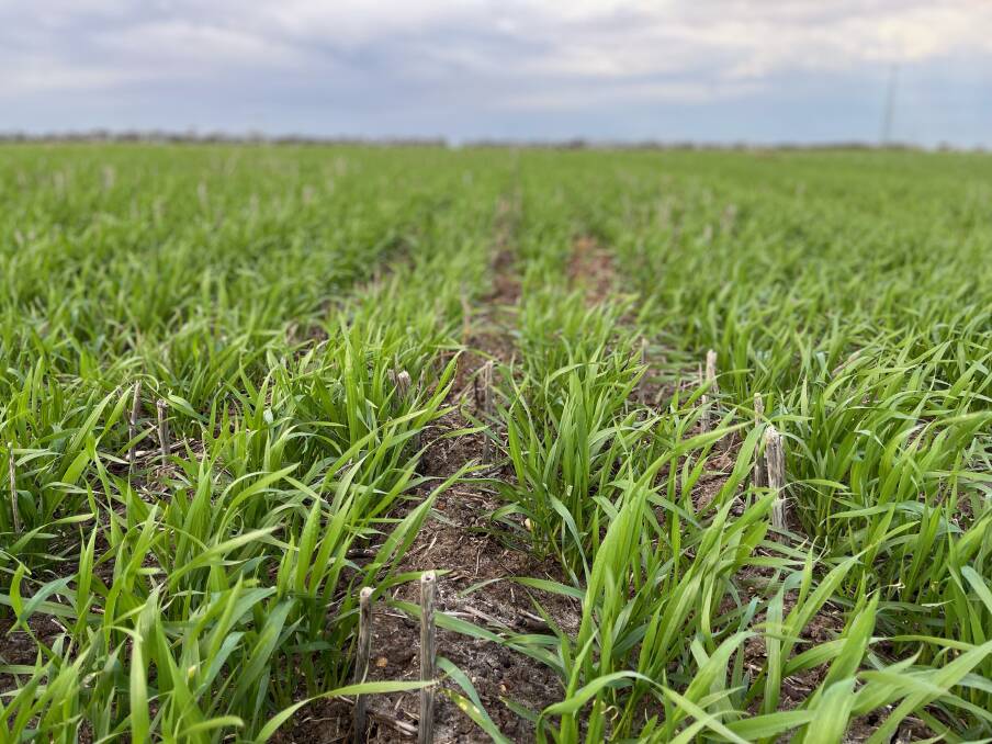 Good early rains experienced so far have driven the total crop area for 2021 up by nearly five per cent compared to 2020, which was previously a record area of crop sown in WA. Photo by Kogody Farming