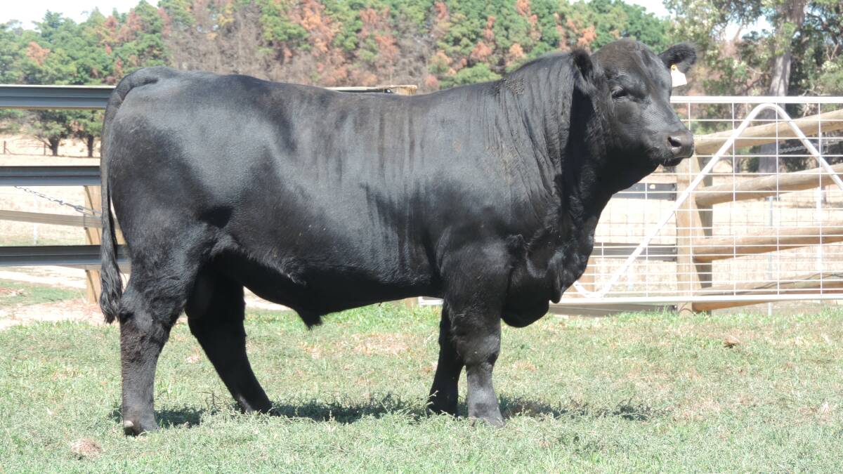 This bull, Mordallup Pindi S85, sold for the equal $32,000 top price at the Mordallup Angus yearling bull and heifer sale at Boyanup when it sold to Gavin Russell, Callanish Grazing, Callanish stud, Thomson Brook.