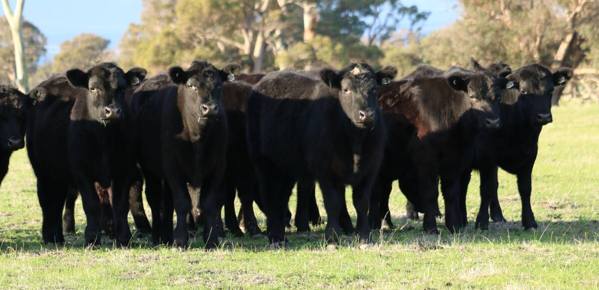 Harvest Road Group will be seeking a range of cattle to supply its Koojan feeding facility, 170km north of Perth.