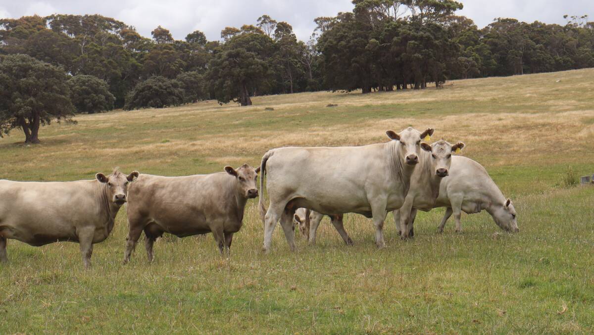 The Georges enjoy the breeding aspect of their operation and are looking forward to developing their herd. 