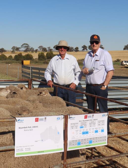 Philip Bolt (left), Claypans stud, Corrigin and Australian Wool Innovation director and sponsor of the field day David Webster at the MLP field day at Pingelly.