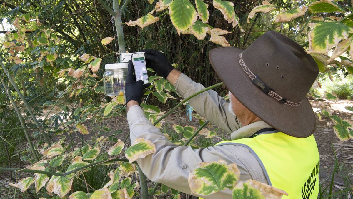 A DPIRD biosecurity officer inspects Qfly trap in Dalkeith as part of a campaign to stop the spread of the declared pest, which could threaten the States valuable agriculture industry.
