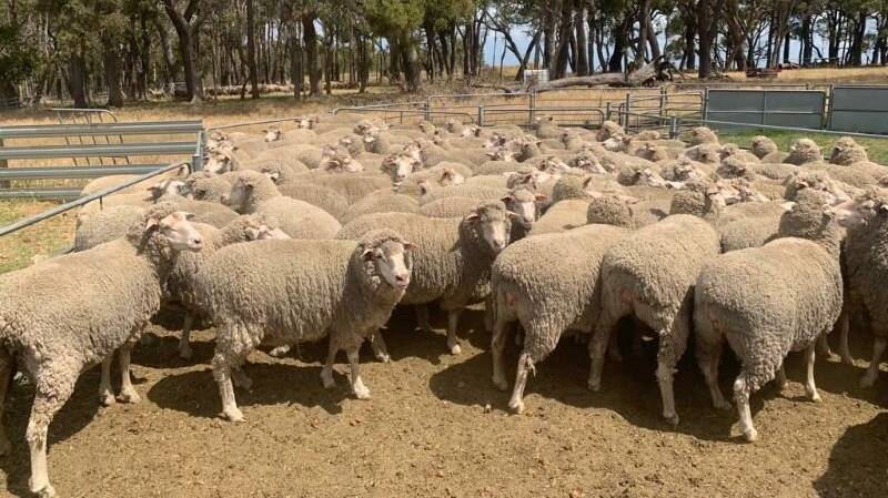 The second best price was $286 for a line of 142 March shorn, Far Valley blood, 3.5yo Dohne ewes also offered by Eagle Hawk Estate.
